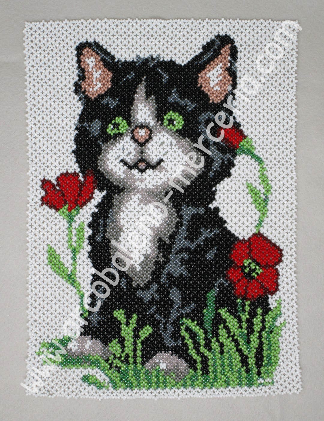 522 Gatto tra l'erbetta